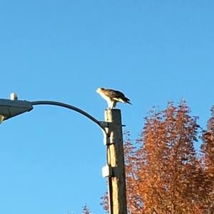 Meet your Posher, Jay